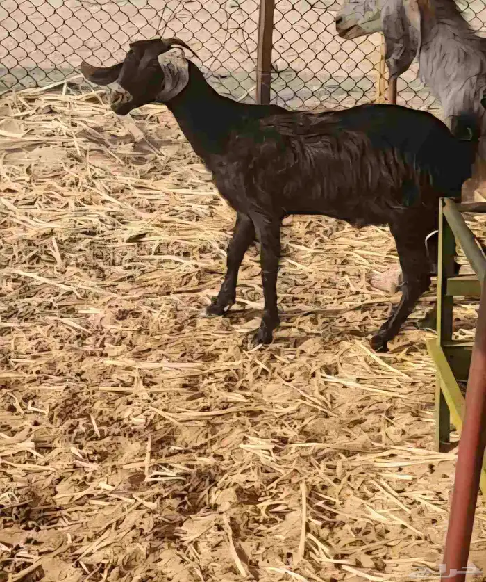 معزا فيها حليب 3