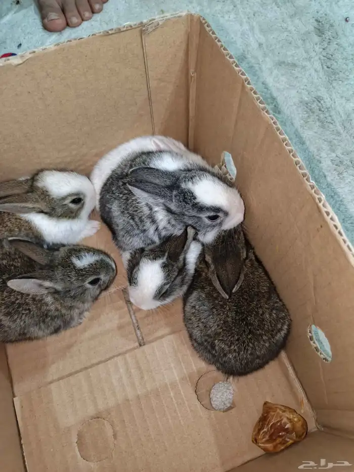 للبيع فروخ أرانب 0