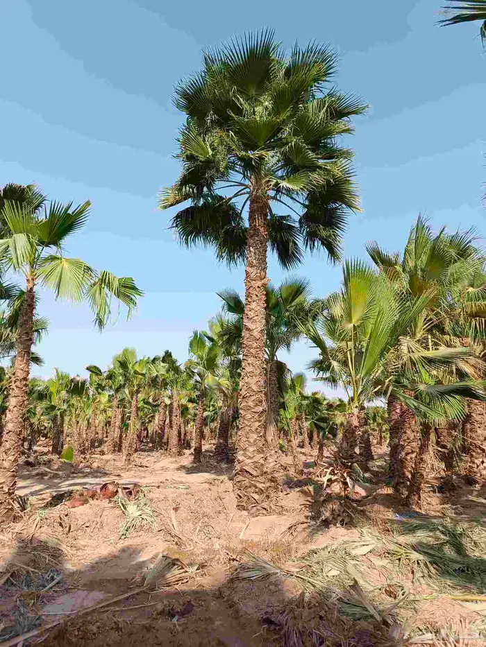 نخل واشنطني زينه .053.0281.804. 3