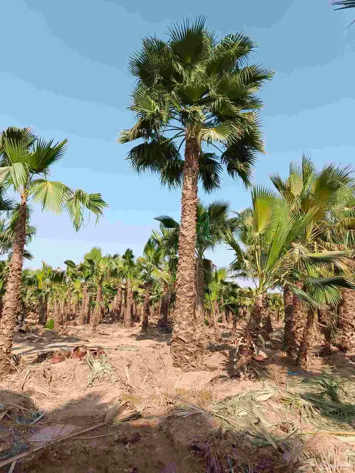 نخل واشنطني زينه .053.0281.804. 4