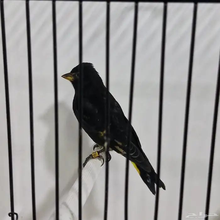 متاح للبيع سسكن أسود 0