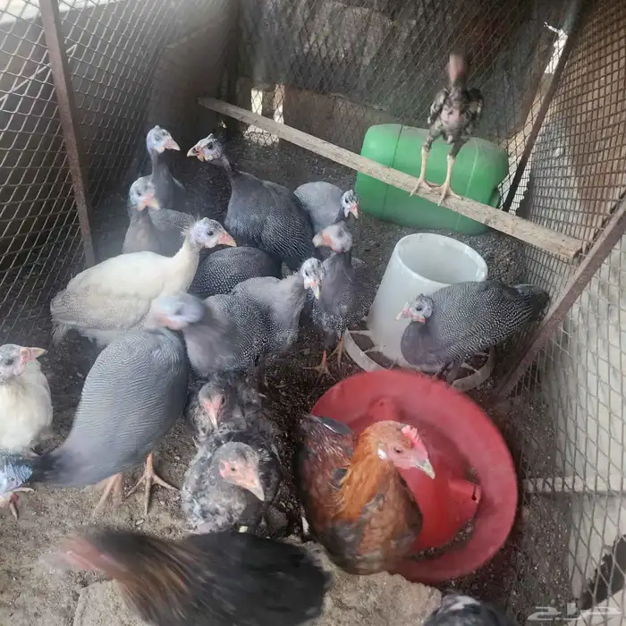 فروخ حبشي باكستاني 2 بلدي 1