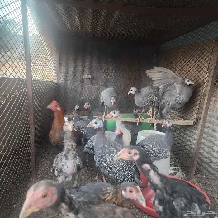 فروخ حبشي باكستاني 2 بلدي 3