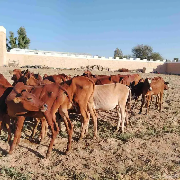 حسلان بلدي دهم 7