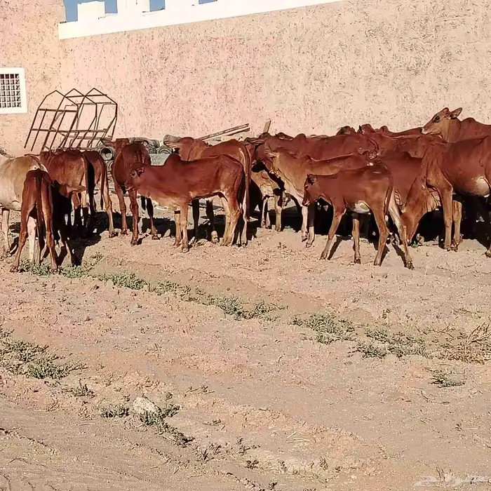 حسلان بلدي دهم 3