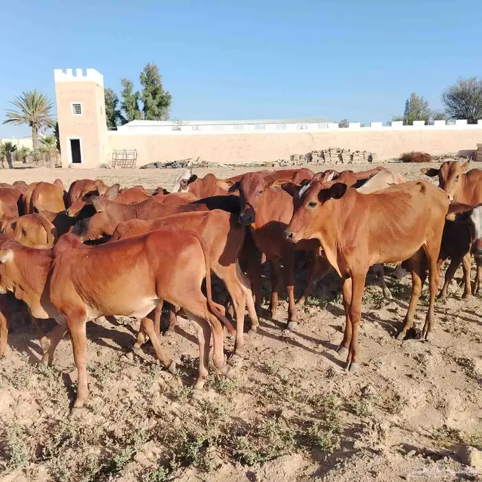 حسلان بلدي دهم 0