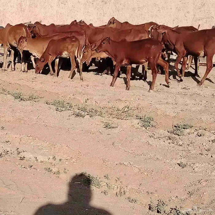 حسلان بلدي دهم 1