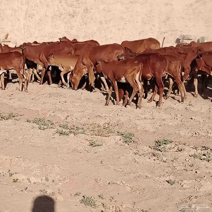 حسلان بلدي دهم 2