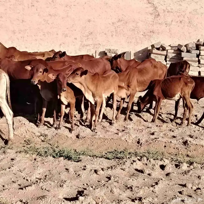 حسلان بلدي دهم 5