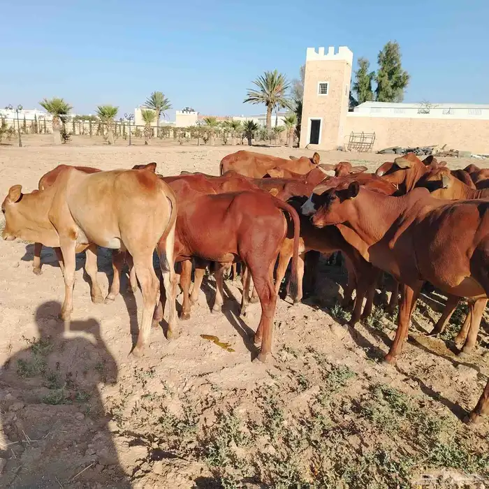 حسلان بلدي دهم 8