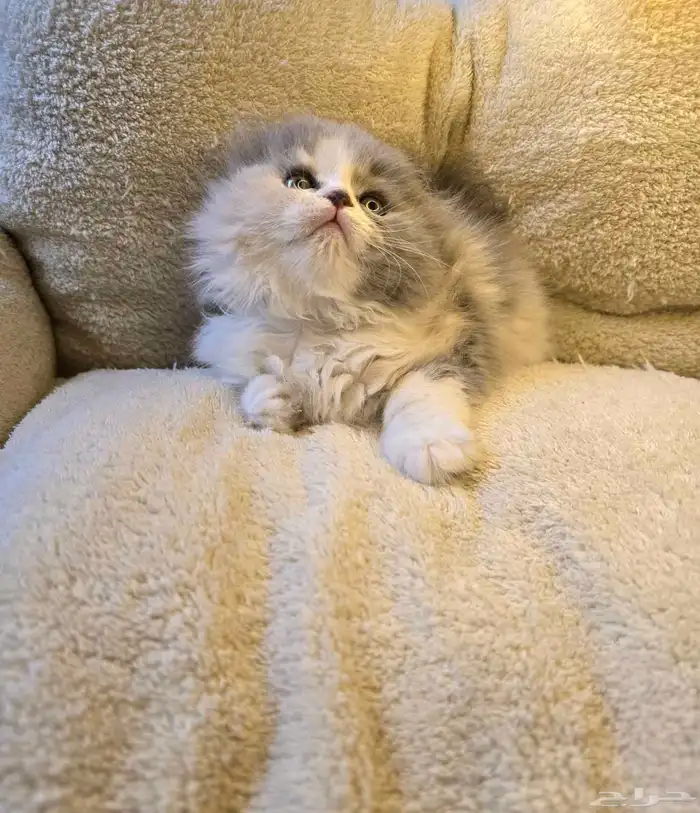 سكوتش فولد لونق هير 1