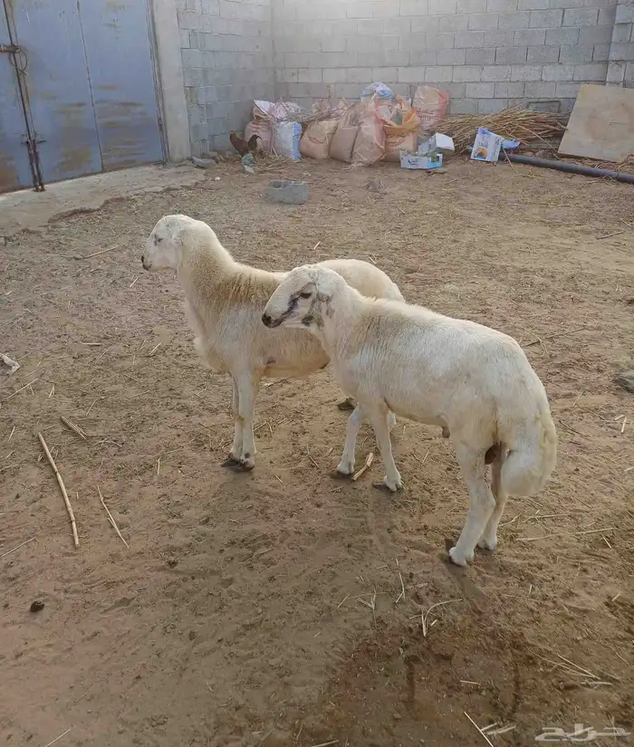 خرفان للبيع 0