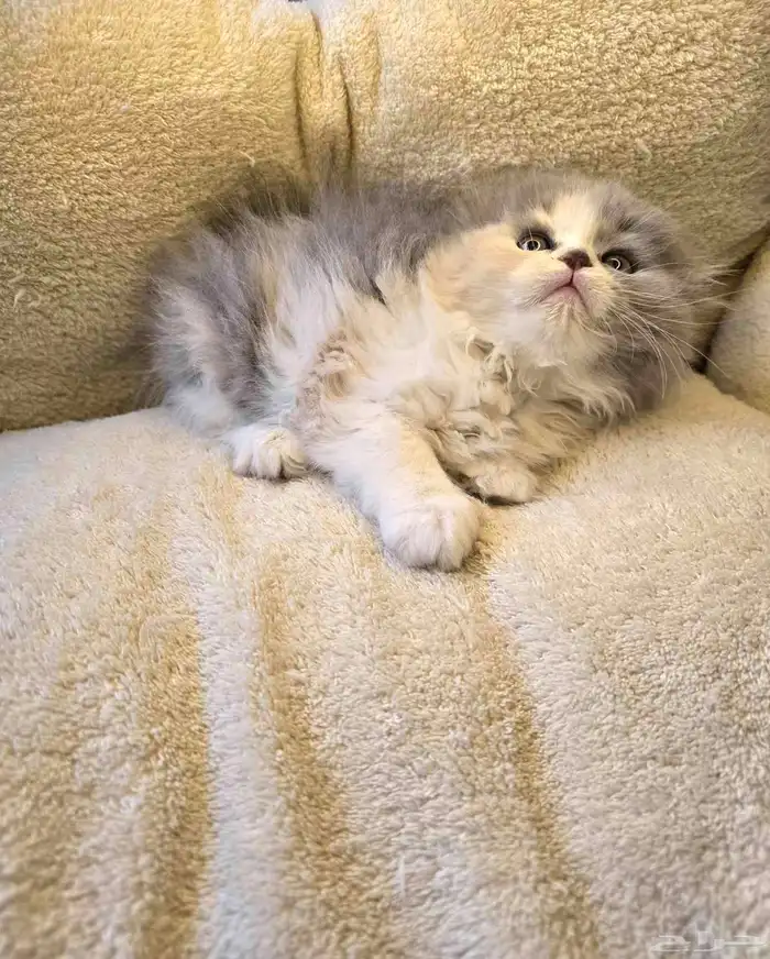 سكوتش فولد لونق هير 3