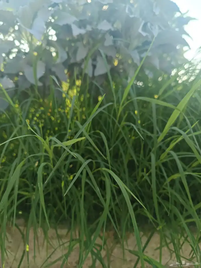 زراعة العشب الطبيعي داخل المدينه المنوره 3