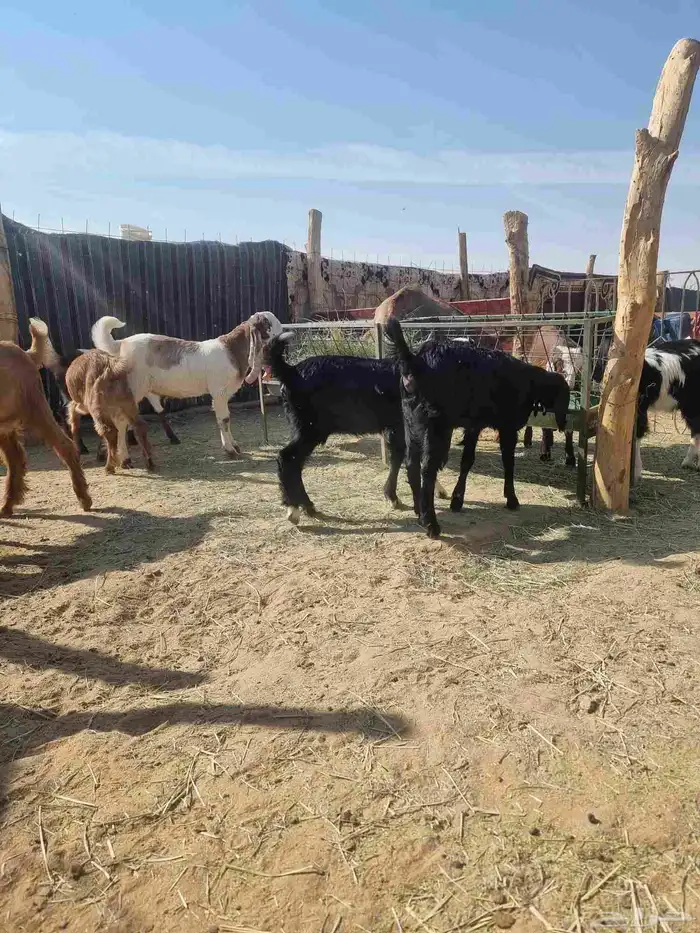 للبيع تيوس وجفار 2