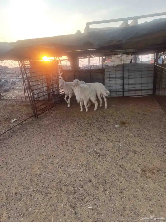 طليان حبص للبيع 3