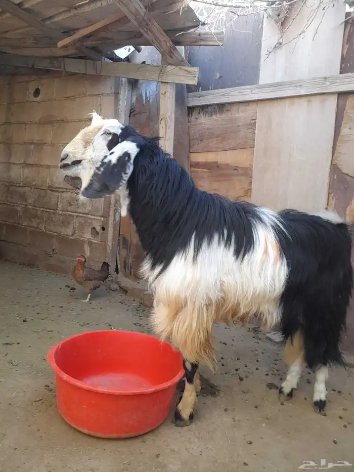 تيس من اجود وأنواع التيوس للبيع التواصل خاص 2