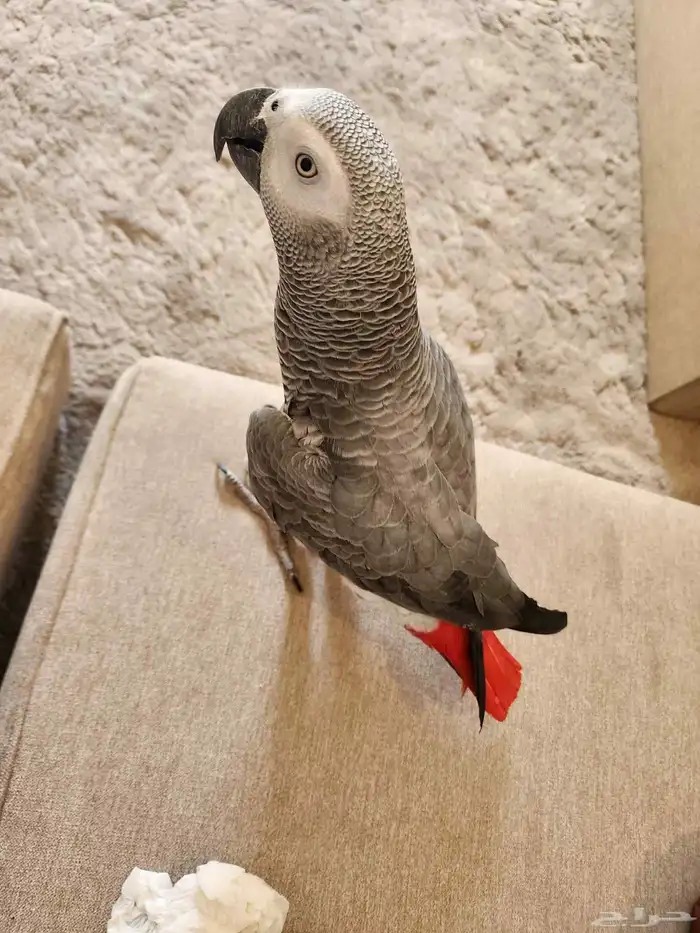 كاسكو سوير جامبو هدد 4