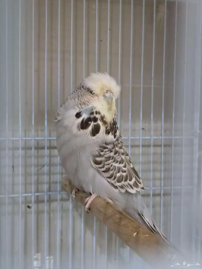 للبيع انثى بادجي انجليزي قري سينامون 2