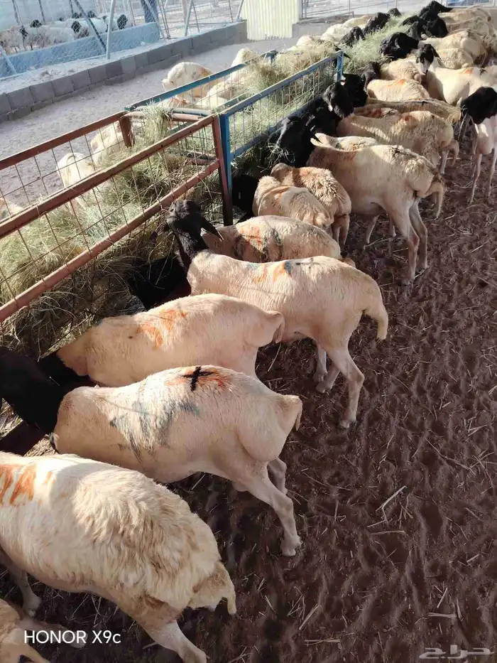 بربرى وتيوس 8