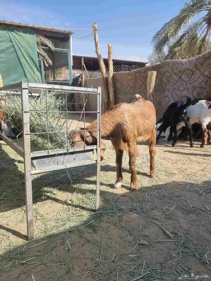 للبيع تيوس وجفار 5