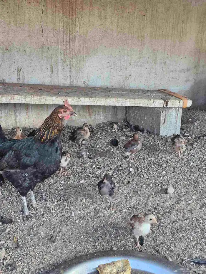 دجاج بفروخها كفوو 2