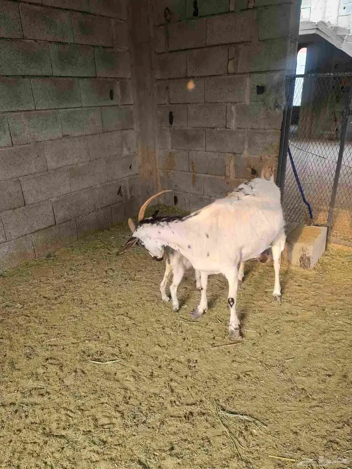 عنز بيشيه تحتها جفره بعمر يوم واحد 2