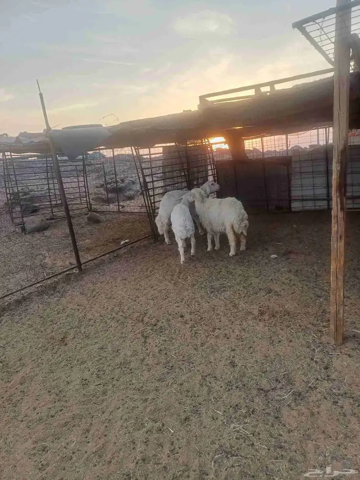 طليان حبص للبيع 5