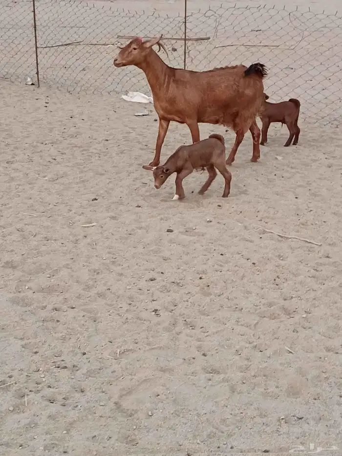 عنز محايليه جرم يتبعها 2 تيوس 0