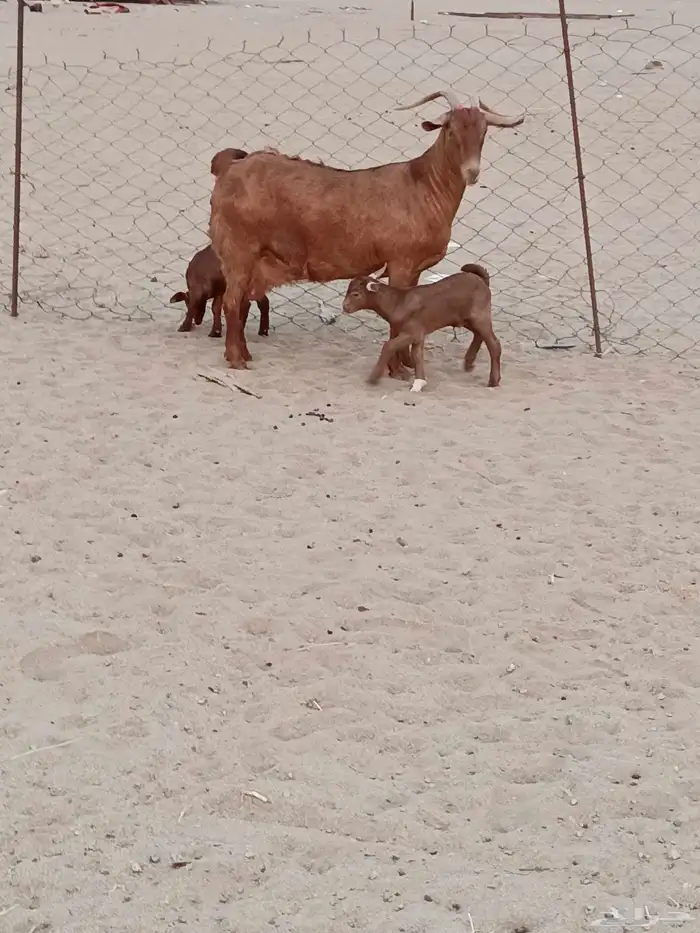 عنز محايليه جرم يتبعها 2 تيوس 7