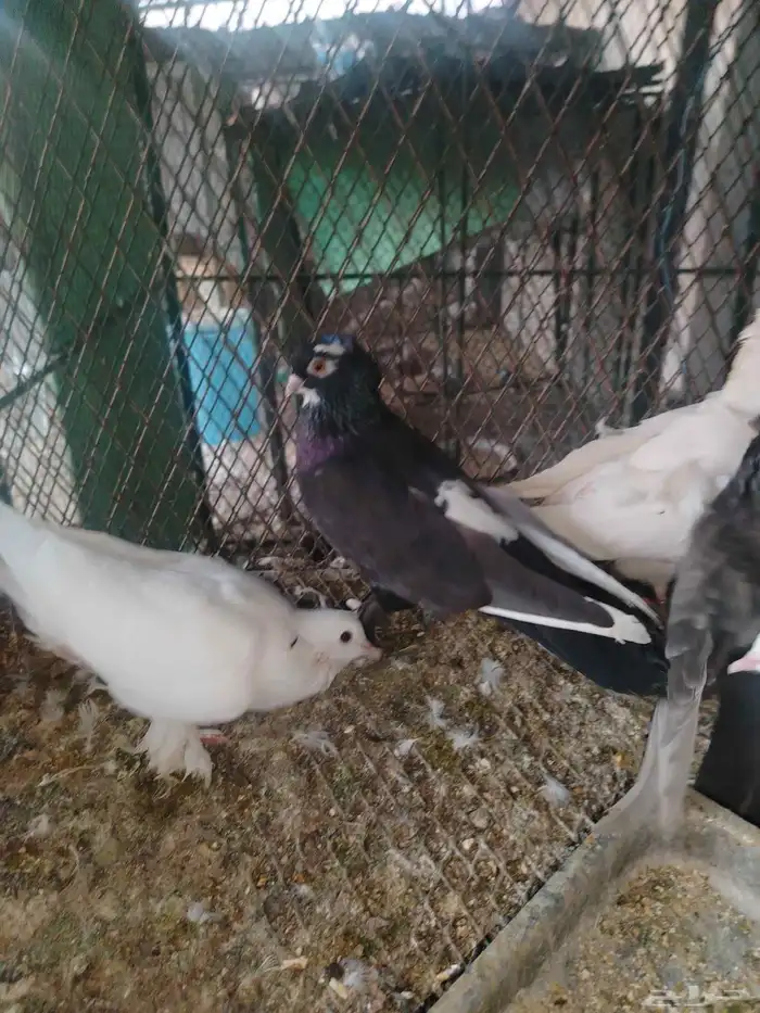 حمام زينه عرض 4