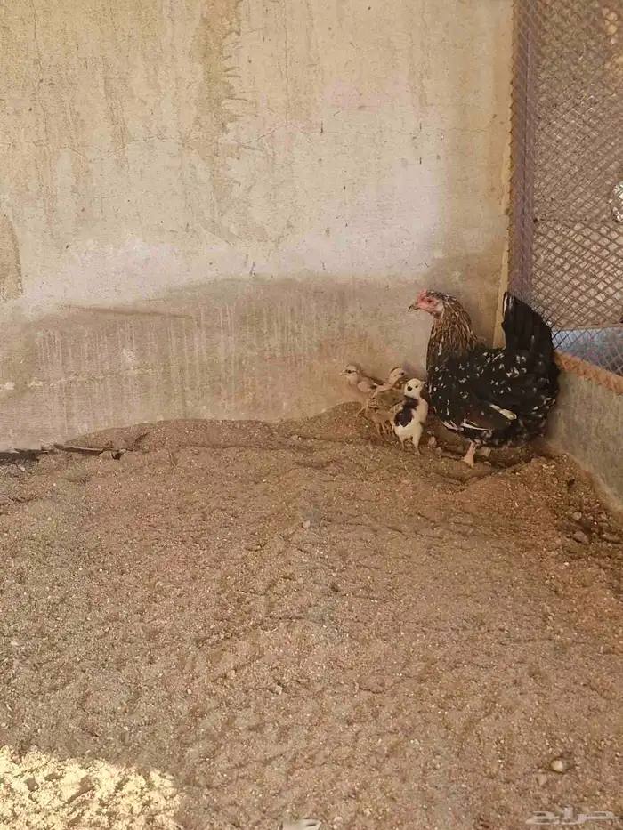 دجاج بفروخها كفوو 9