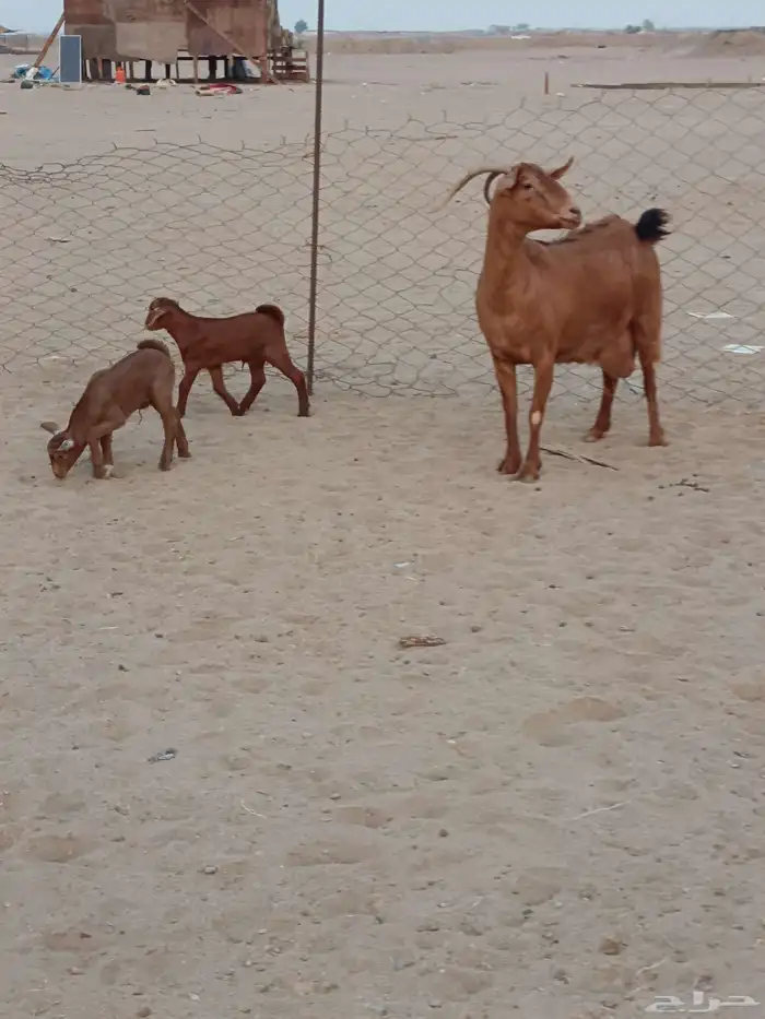 عنز محايليه جرم يتبعها 2 تيوس 4