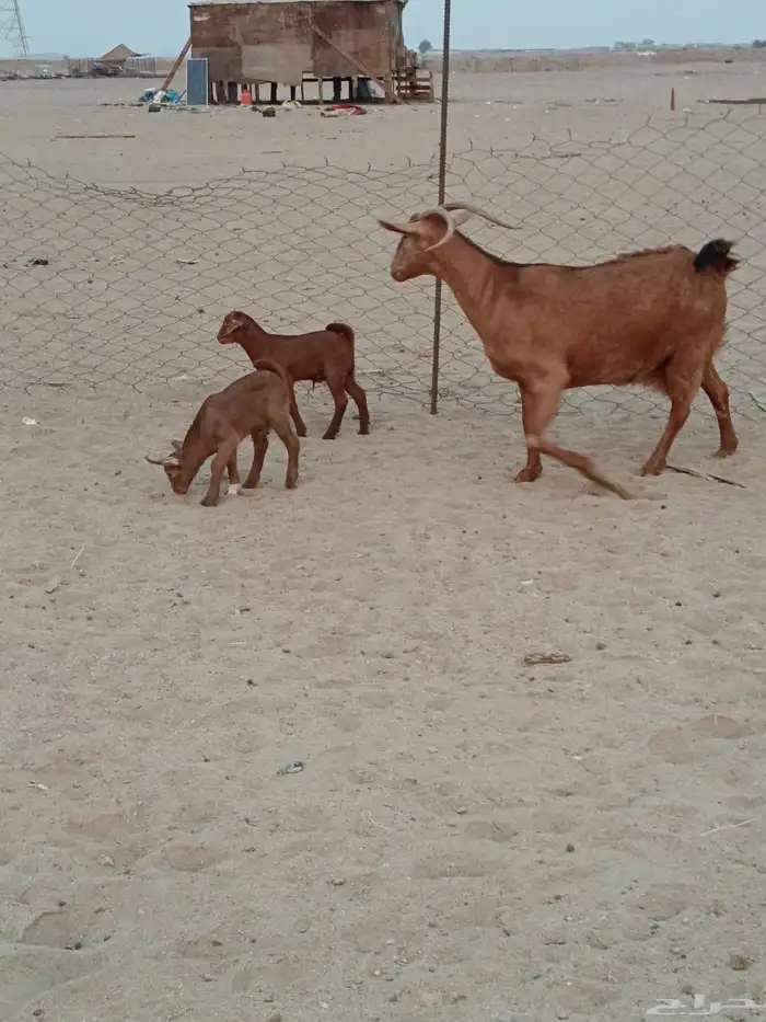 عنز محايليه جرم يتبعها 2 تيوس 3