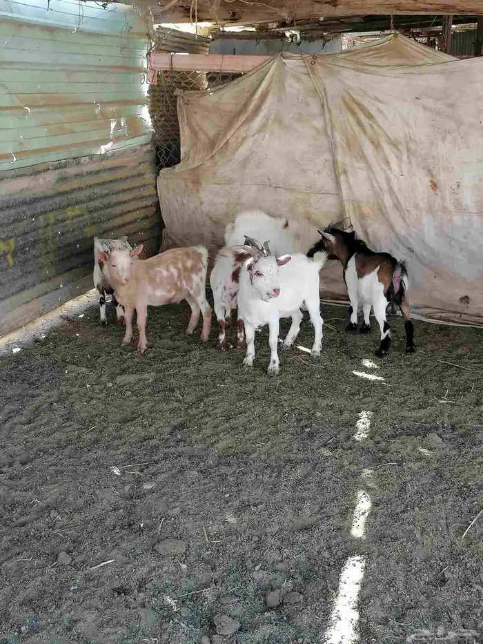 تيوس قزم بيور عدد 6 تيوس 0