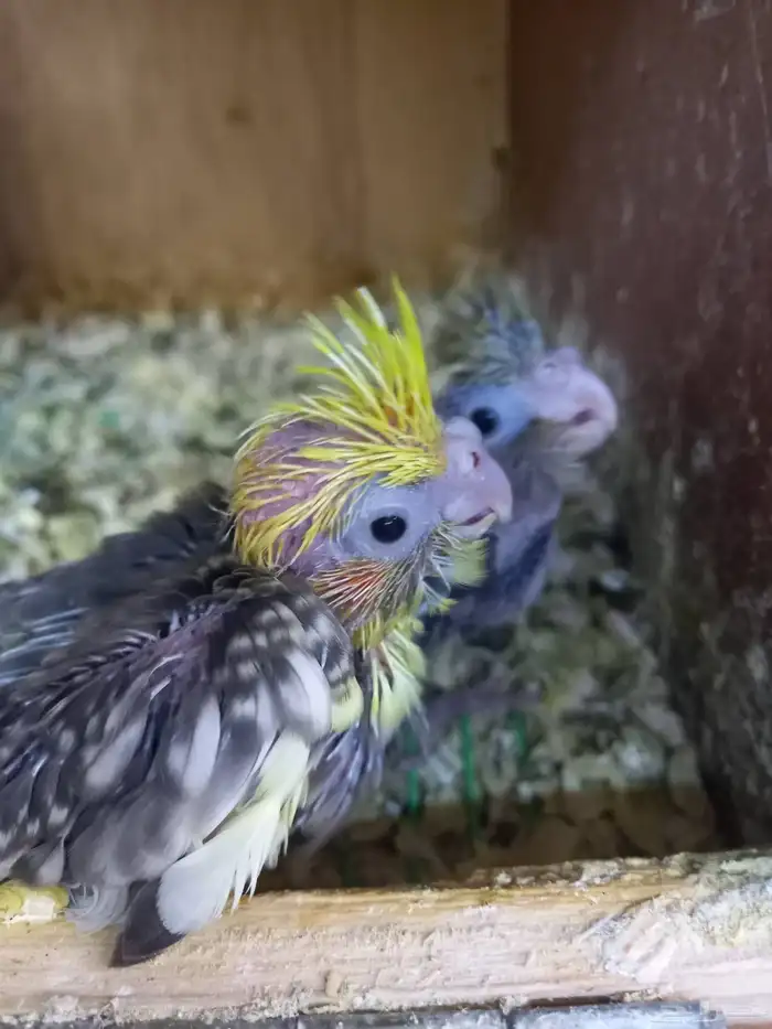 فرخين كروان...لهواة الغر..باقي الفرخ الكبير 6