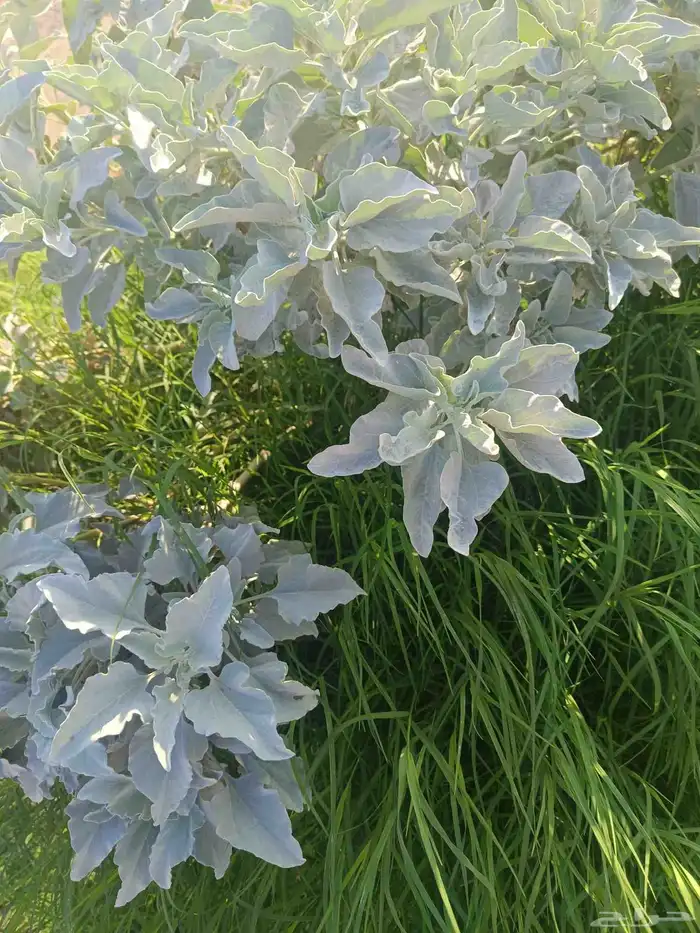 زراعة العشب الطبيعي داخل المدينه المنوره 8