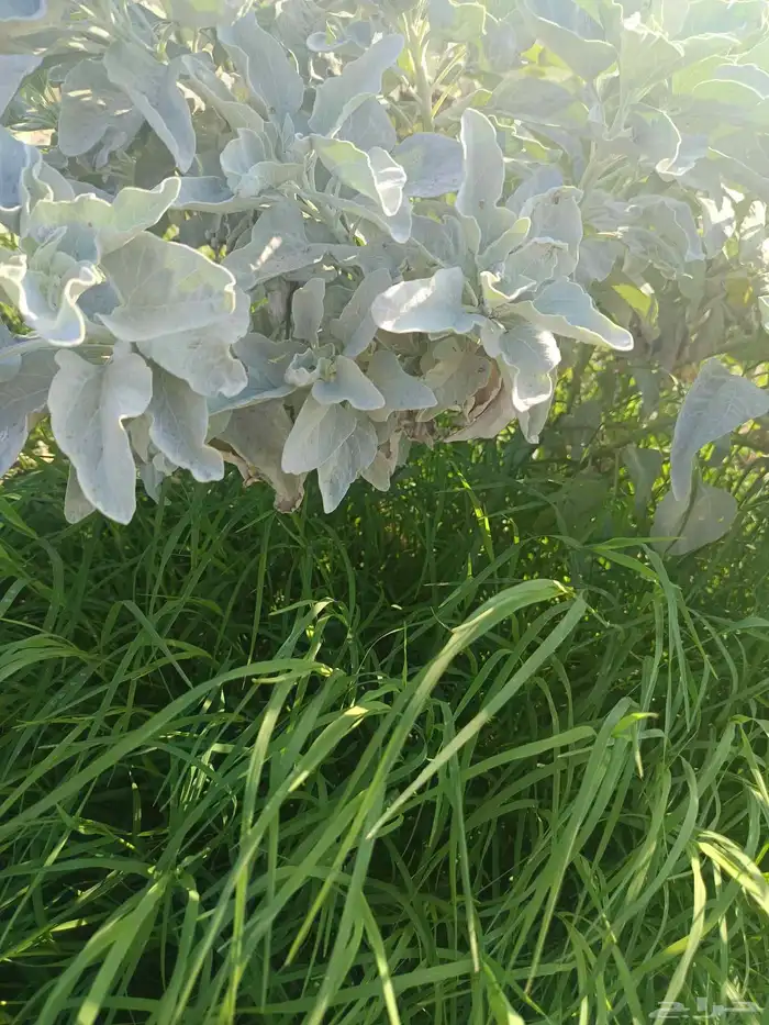 زراعة العشب الطبيعي داخل المدينه المنوره 9