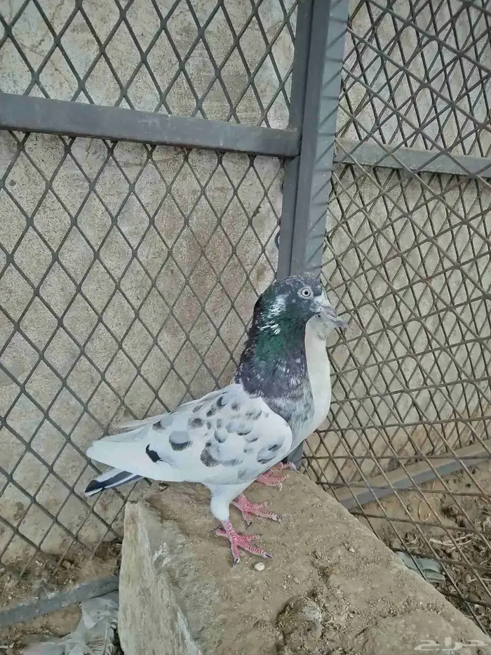 حمام باكستاني 6