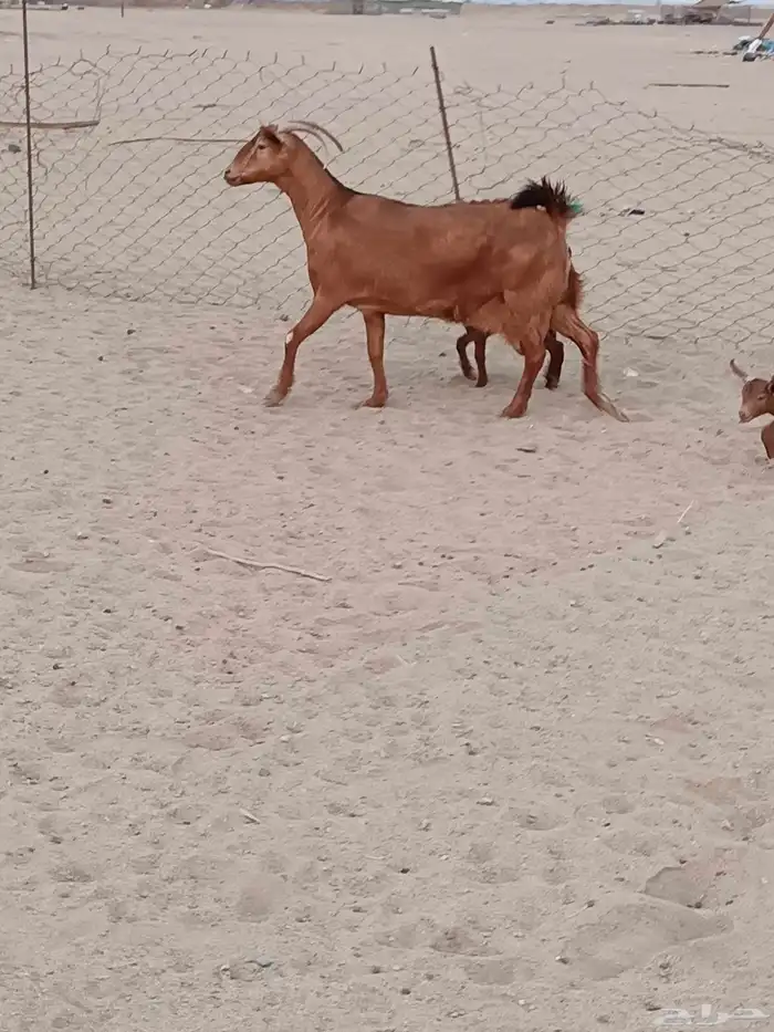 عنز محايليه جرم يتبعها 2 تيوس 1