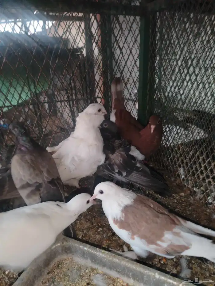 حمام زينه عرض 7