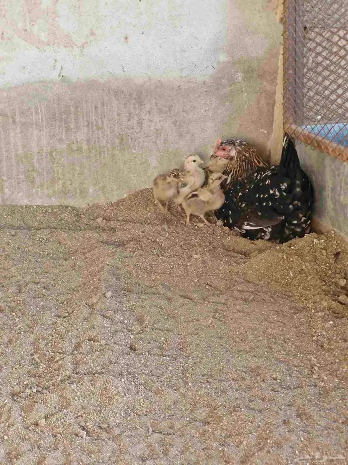 دجاج بفروخها كفوو 8