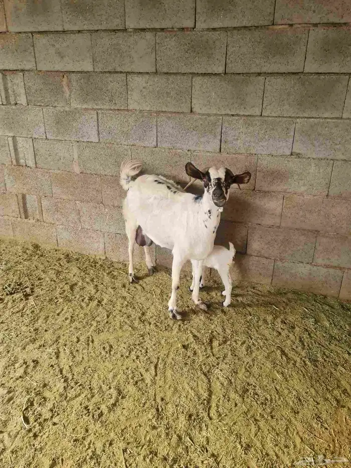 عنز بيشيه تحتها جفره بعمر يوم واحد 0