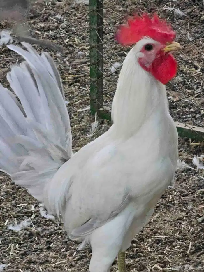 للبيع ديكه فيومي 0