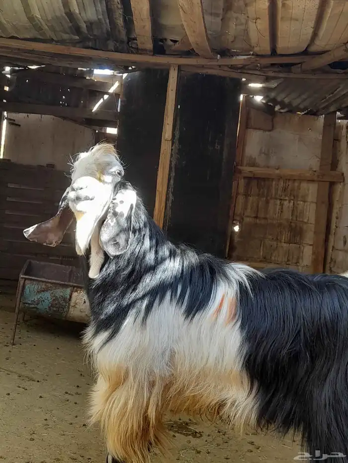 تيس من اجود وأنواع التيوس للبيع التواصل خاص 3