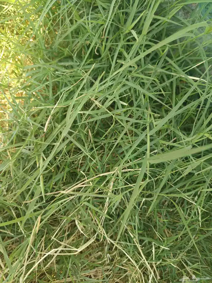 زراعة العشب الطبيعي داخل المدينه المنوره 5