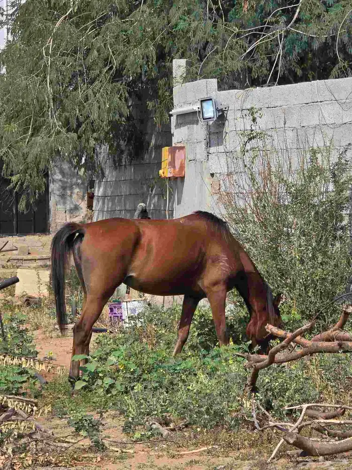 فرس اسمها الغبراء جاهزه لتشبيه بيع ولدها 0