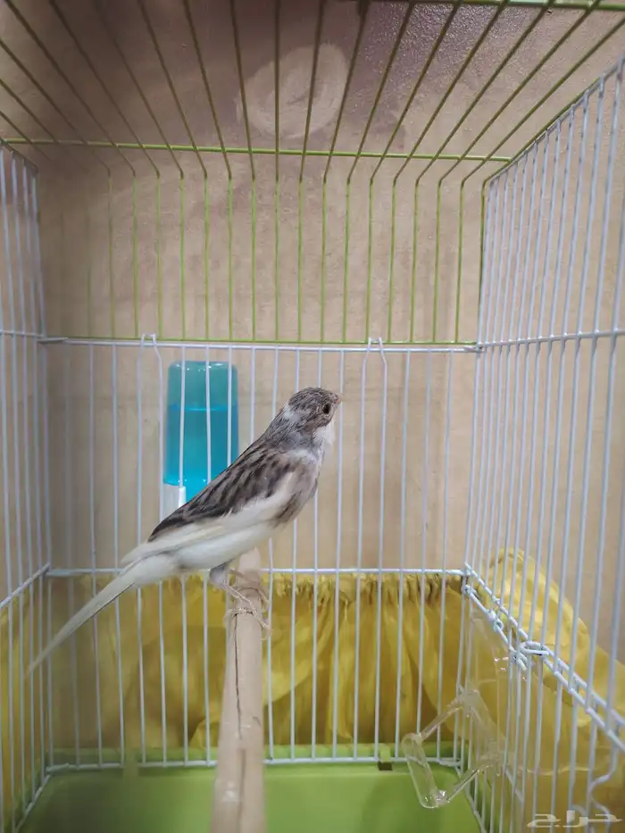 ذكر كناري سوري 5