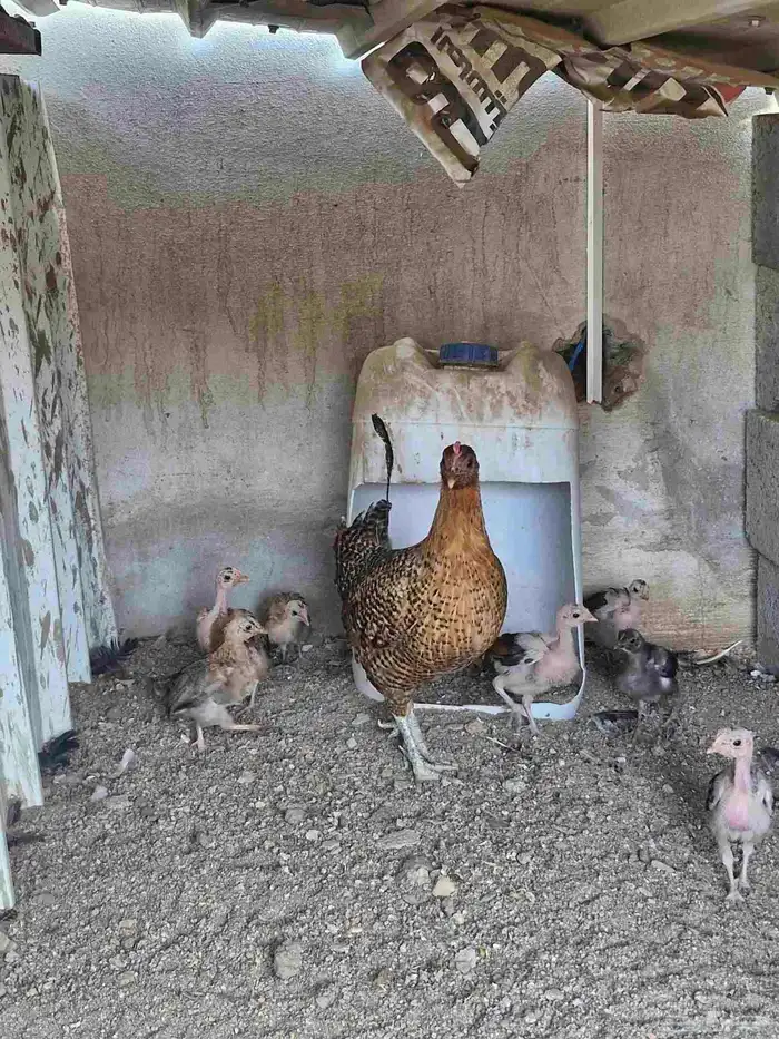 دجاج بفروخها كفوو 5