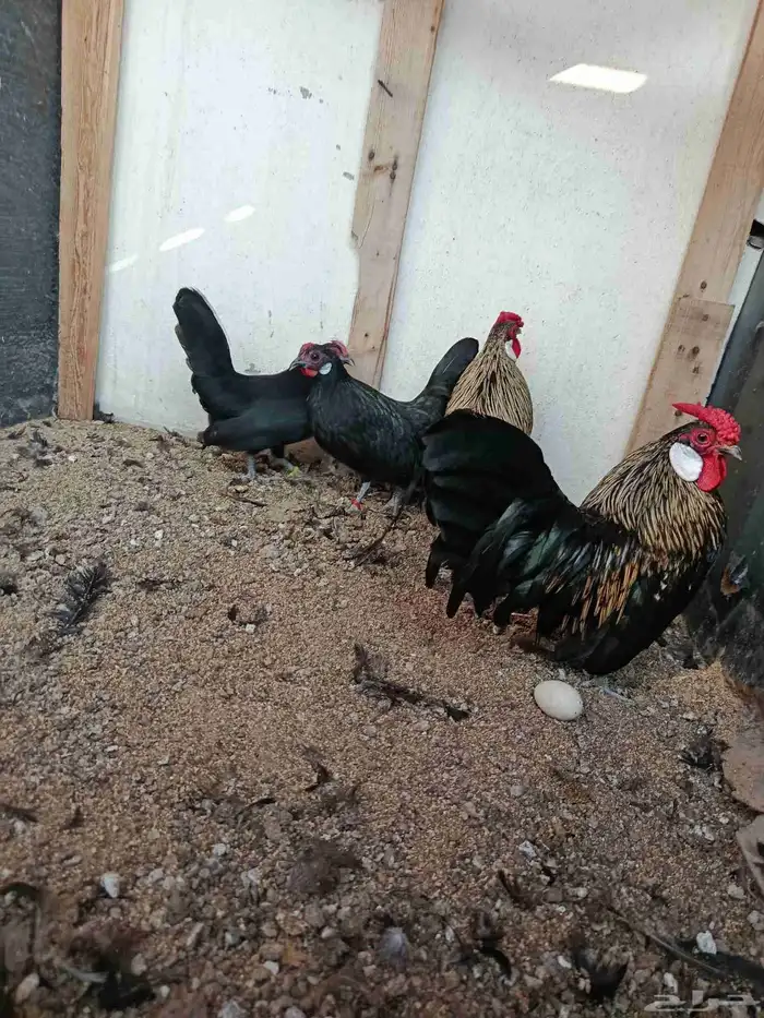 للبيع زوجين دجاج روز 0